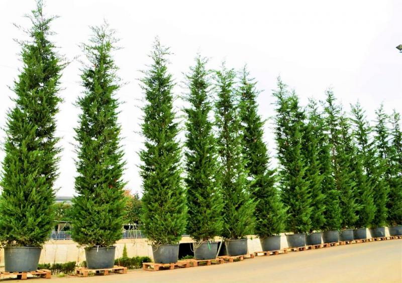 Bahçenizin Yeşil Kalkanı: Leylandi  Bakım Rehberi