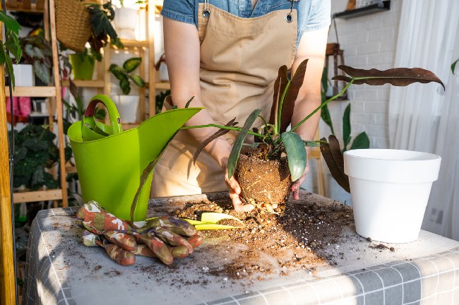 Saksı Bitkilerinde Toprak Değişimi Ne Zaman Yapılmalı?