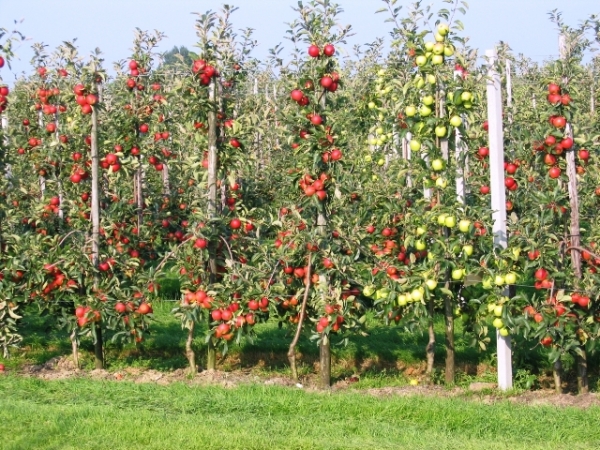 Soğuk Vurmayan Meyve Fidanları Nelerdir?