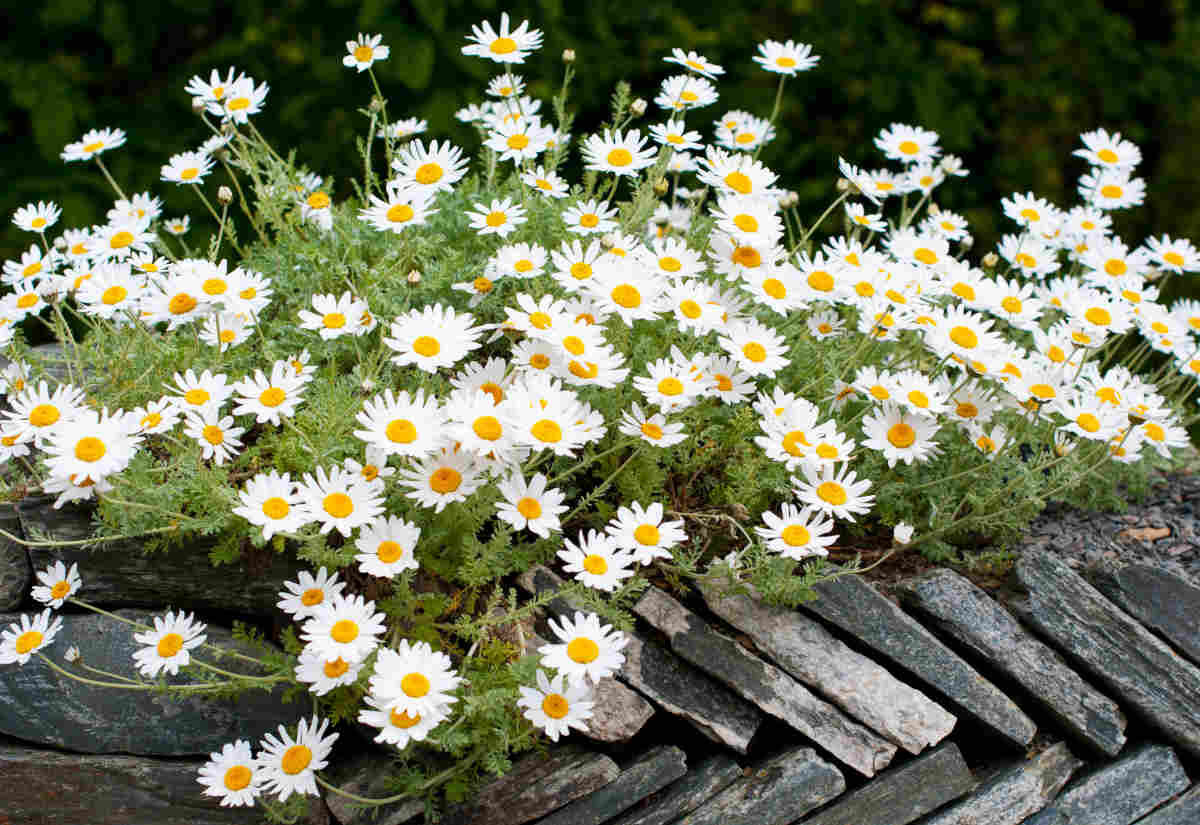 Papatya Çalısı (Anthemis)