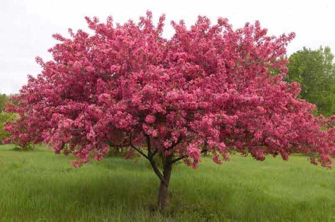 Süs Elması (Malus)
