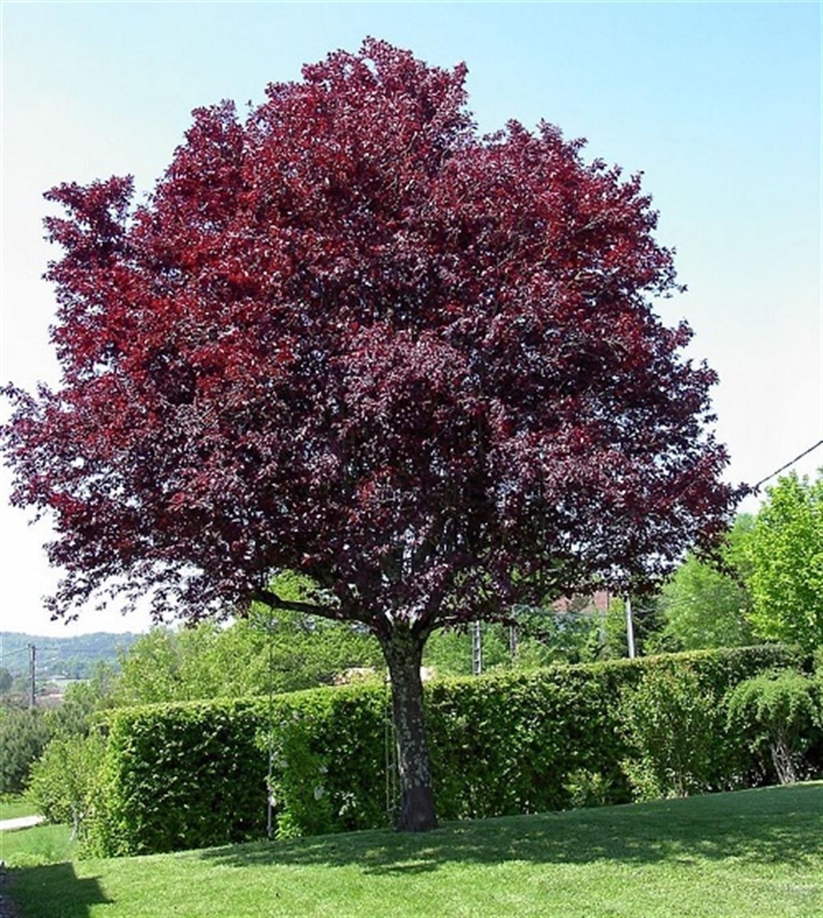 Süs Eriği - Mor Yapraklı Erik (Prunus)